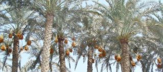 Palm Biomass to Furfural